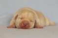 /album/fotogalerie-litter-b/mg-0518-500-jpg/