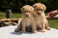 /album/fotogalerie-litter-b/mg-3326-500-jpg/